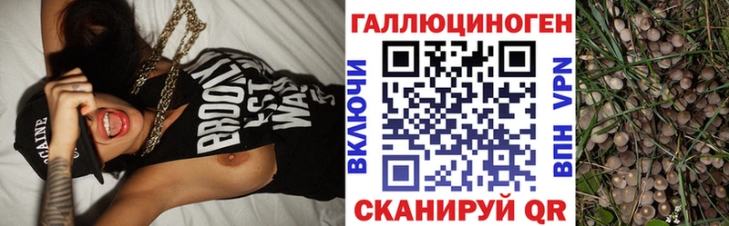 где можно купить наркотик  Катайск  Галлюциногенные грибы Cubensis 